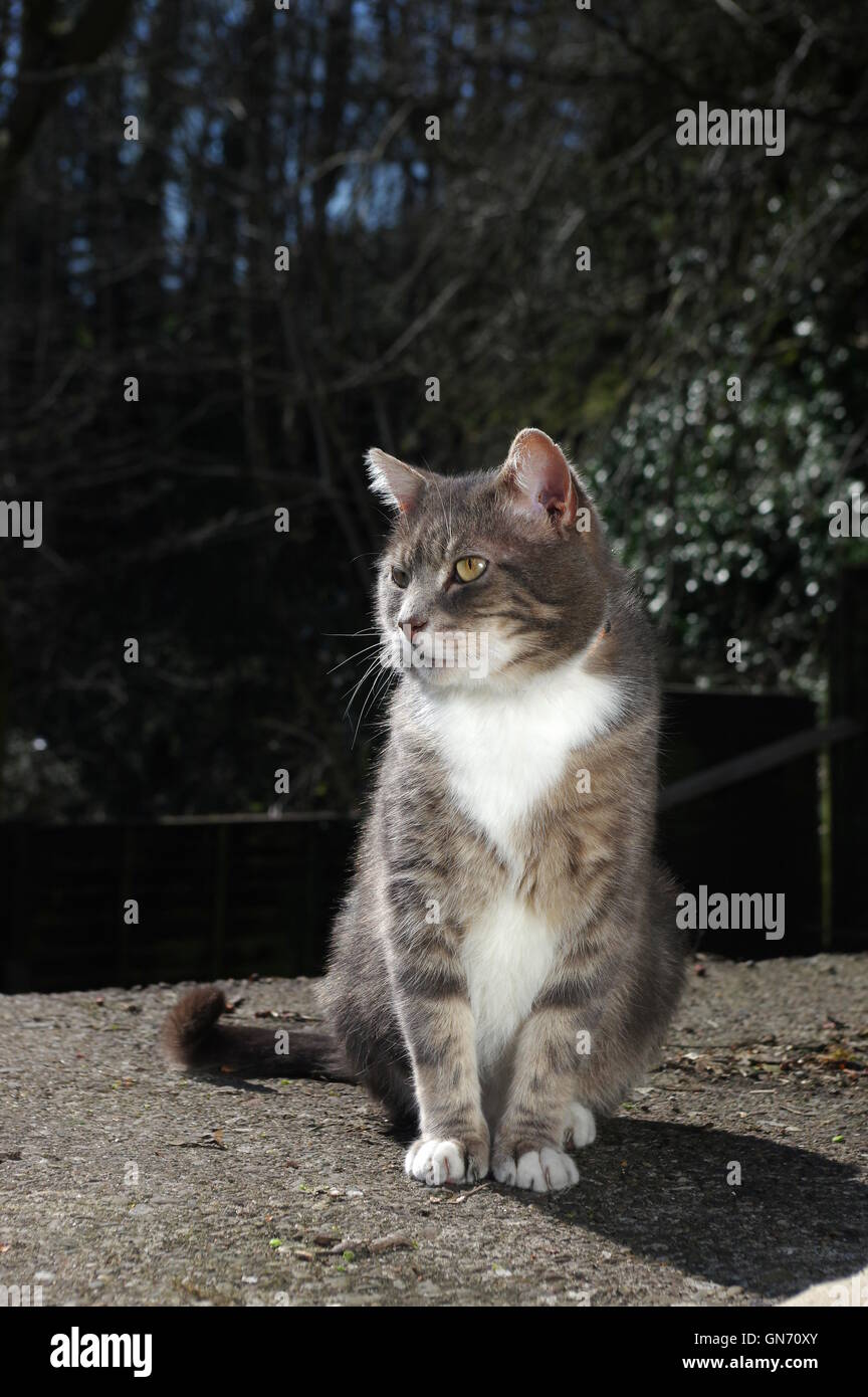 Tabby cat sitting in garden Stock Photo - Alamy