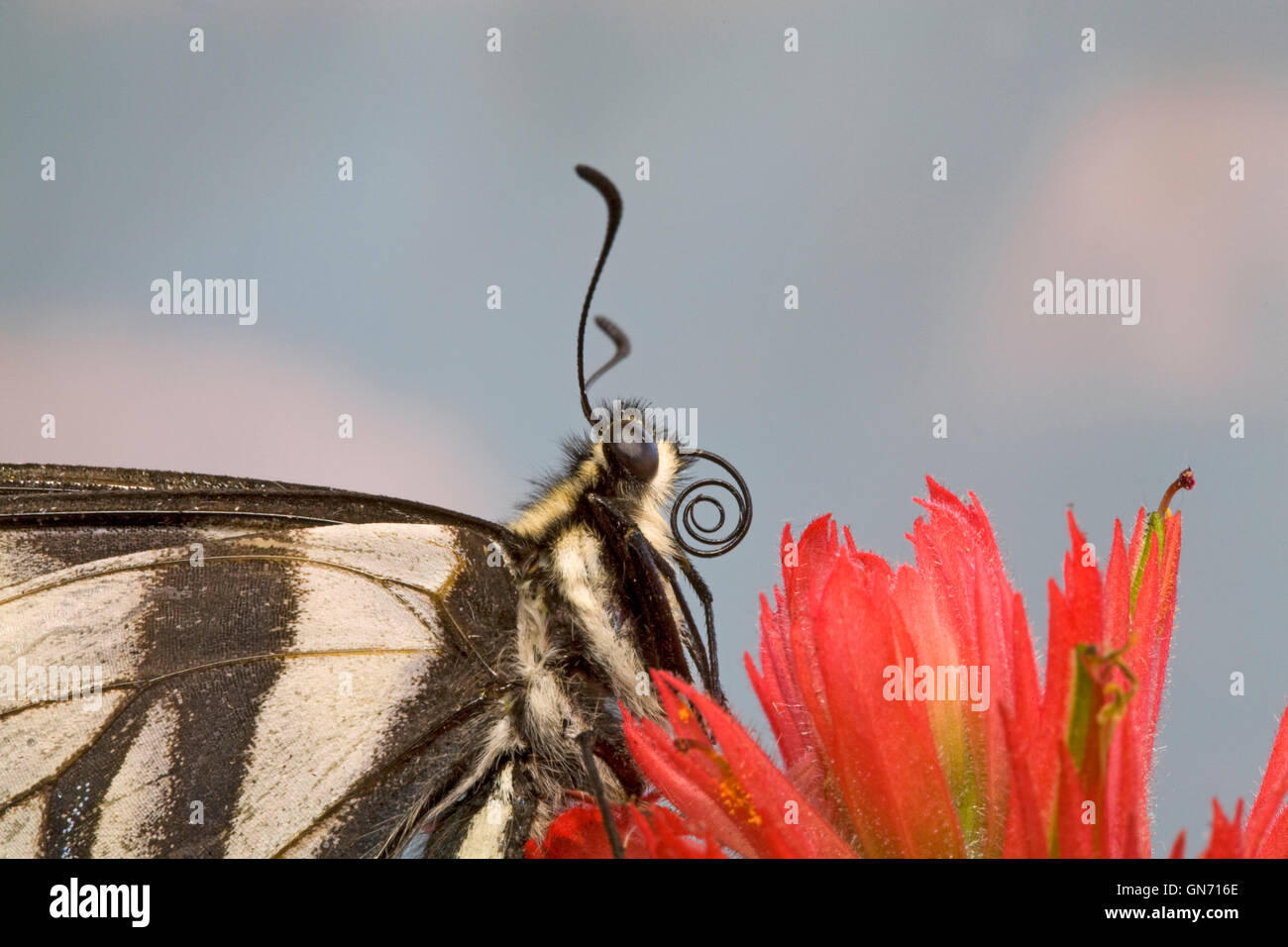Portrait of a pale swallowtail butterfly, Papilio eurymedon, resting on thbe bloom of an Indian paintbrush. Detail of its Stock Photo