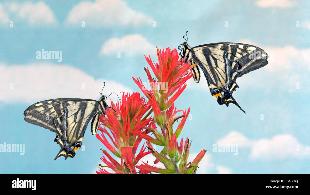 Portrait of two pale swallowtail butterflies, Papilio eurymedon,resting on the bloom of an Indian paintbrush. Stock Photo