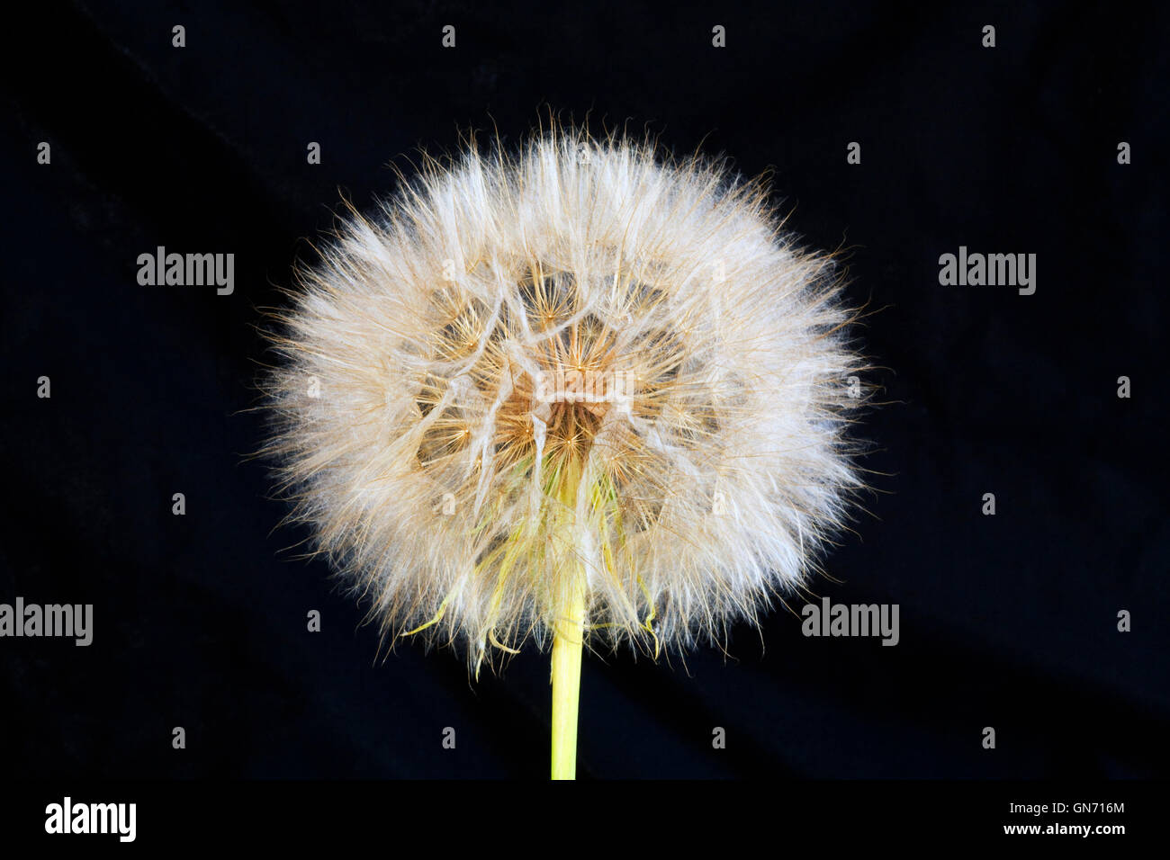 The seed head of Tragopogon dubius yellow salsify, also known as  western salsify, western goat's-beard, wild oysterplant, a wil Stock Photo