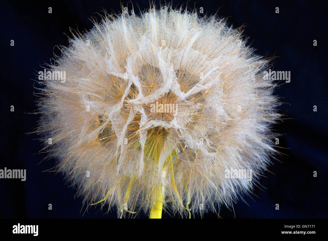 The seed head of Tragopogon dubius yellow salsify, also known as  western salsify, western goat's-beard, wild oysterplant, a wil Stock Photo