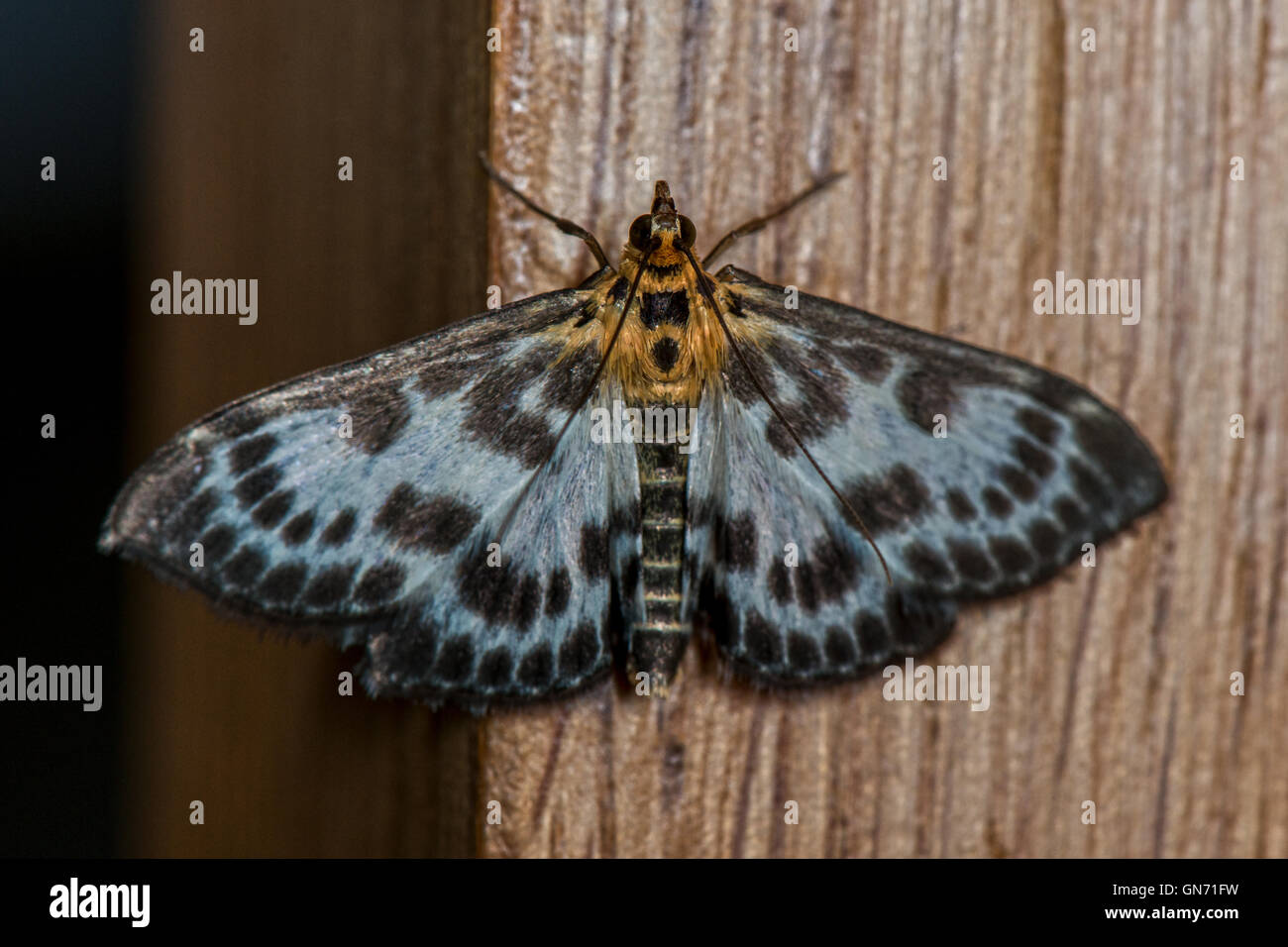 Small Magpie Moth - Anania hortulata,Crambidae Found in Dunstable, Bedfordshire. UK Stock Photo