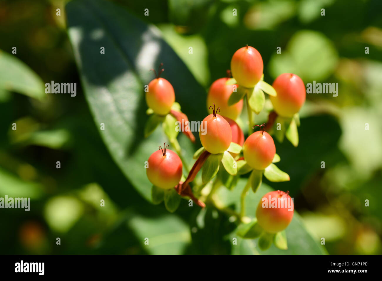 Berries of a st. john's wort (Hypericum Stock Photo Alamy