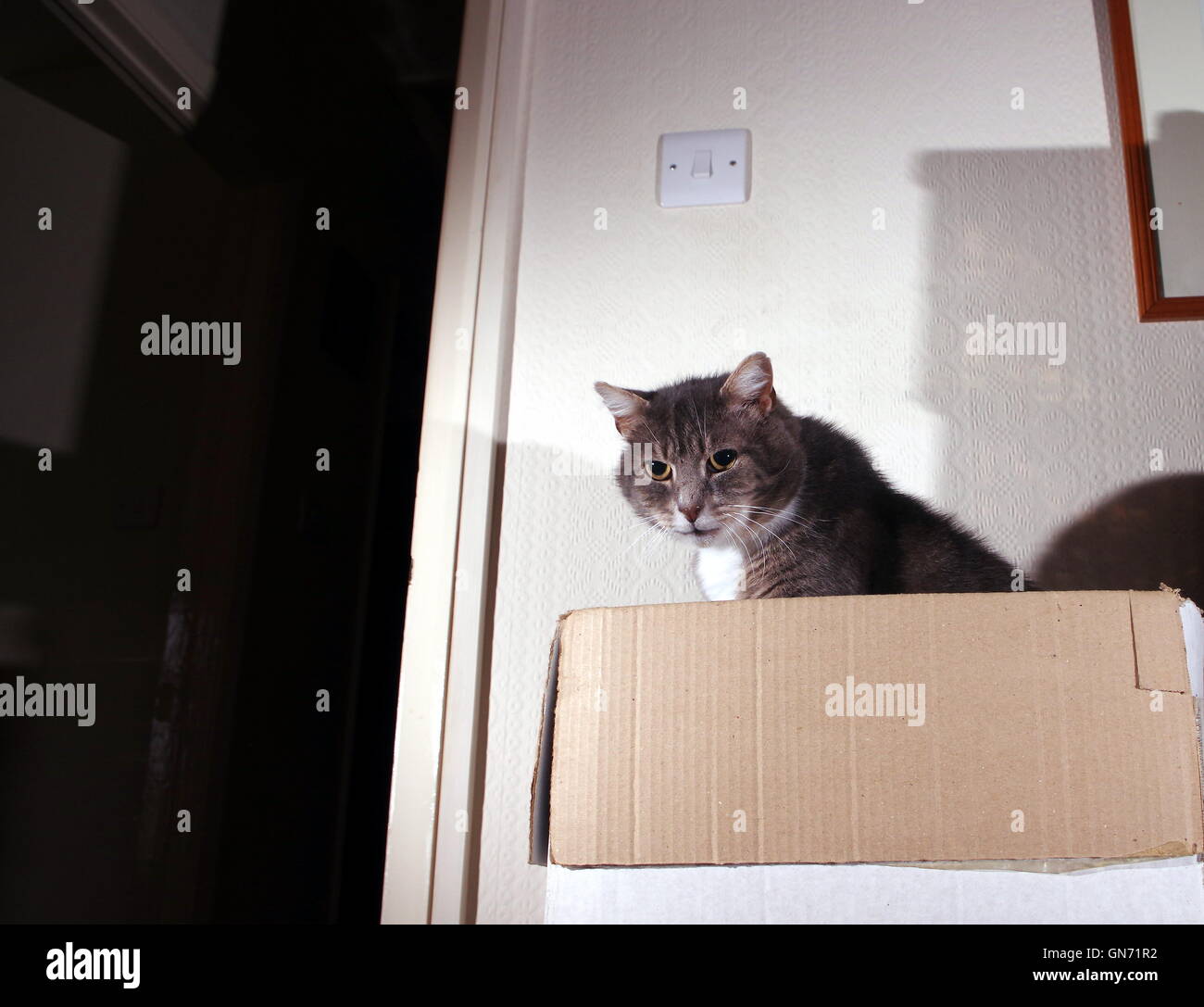 Tabby cat sat in cardboard box Stock Photo