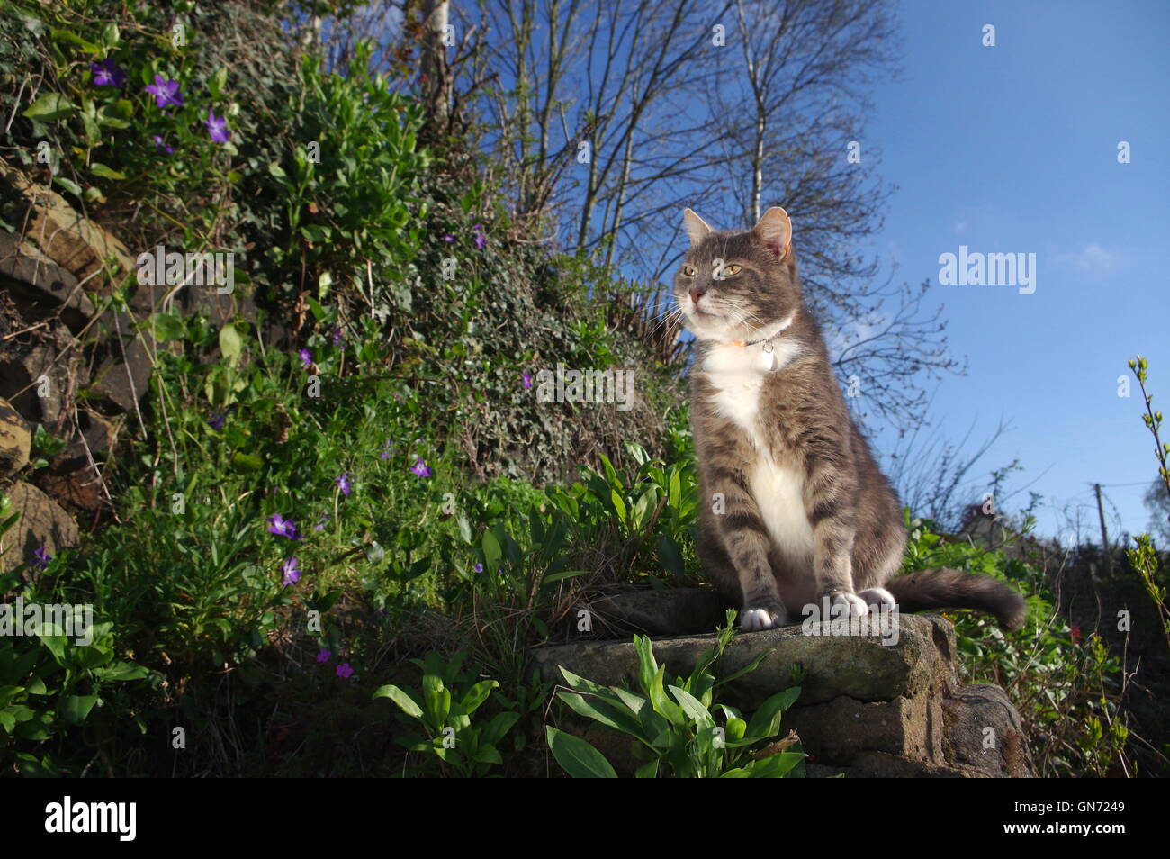 Cat chilling in garden hi-res stock photography and images - Alamy