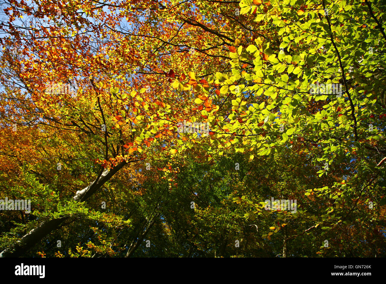 Denmark In October Forest in autumn in Denmark Stock Photo - Alamy