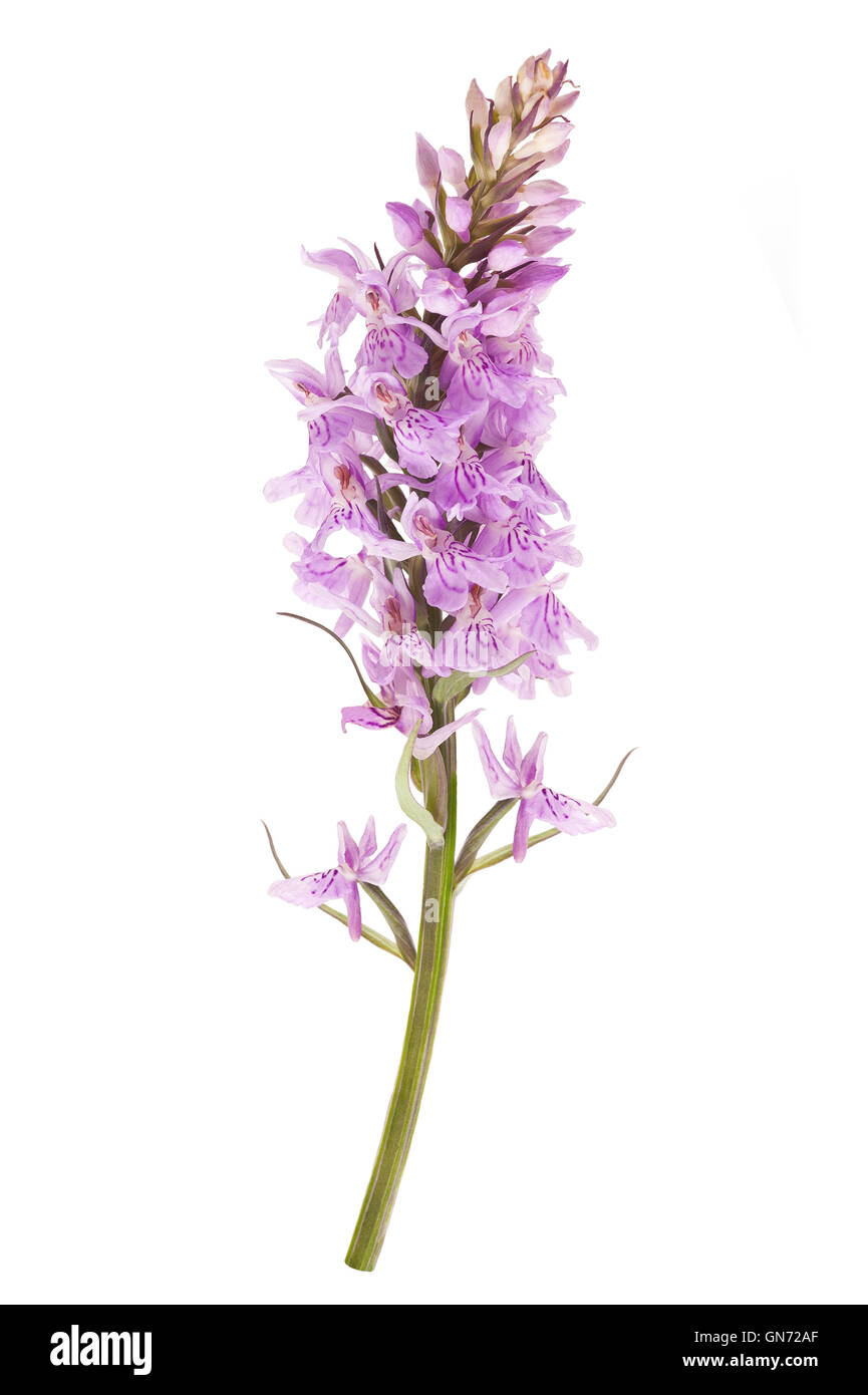 Spotted orchid (Dactylorhiza fushsii ) isolated on white Stock Photo
