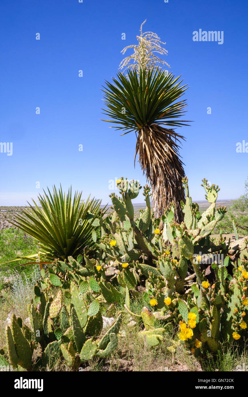 Living Desert Zoo Gardens State Park Stock Photo - Alamy