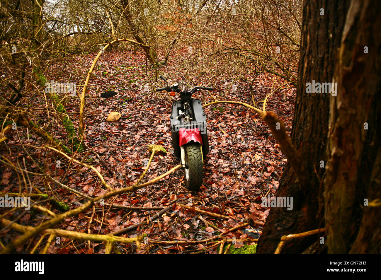 Abandonned stolen motor bike in a forest in denmark Stock Photo