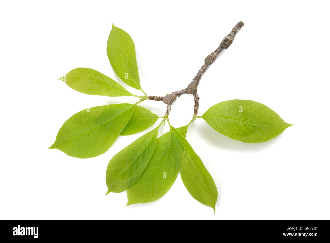 magnolia branch with leaves isolated on white background Stock Photo ...