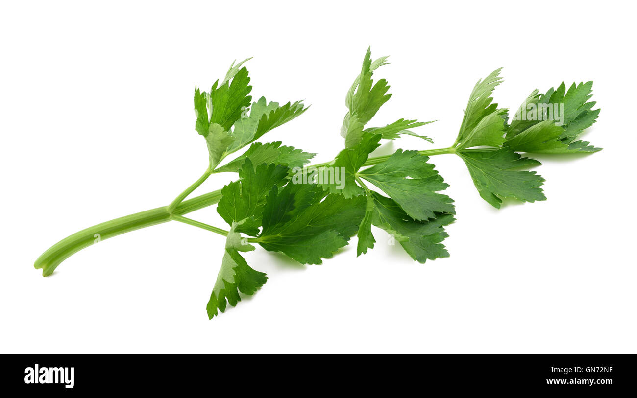 Green celery sprig  isolated on white background Stock Photo