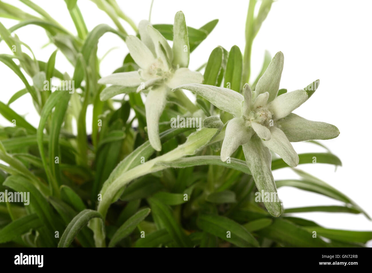 edelweiss isolated on white background Stock Photo