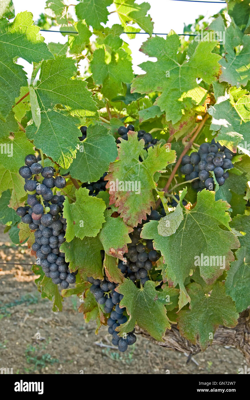 Black grapes ripening on the vine in a vineyard in the Herault region Stock Photo