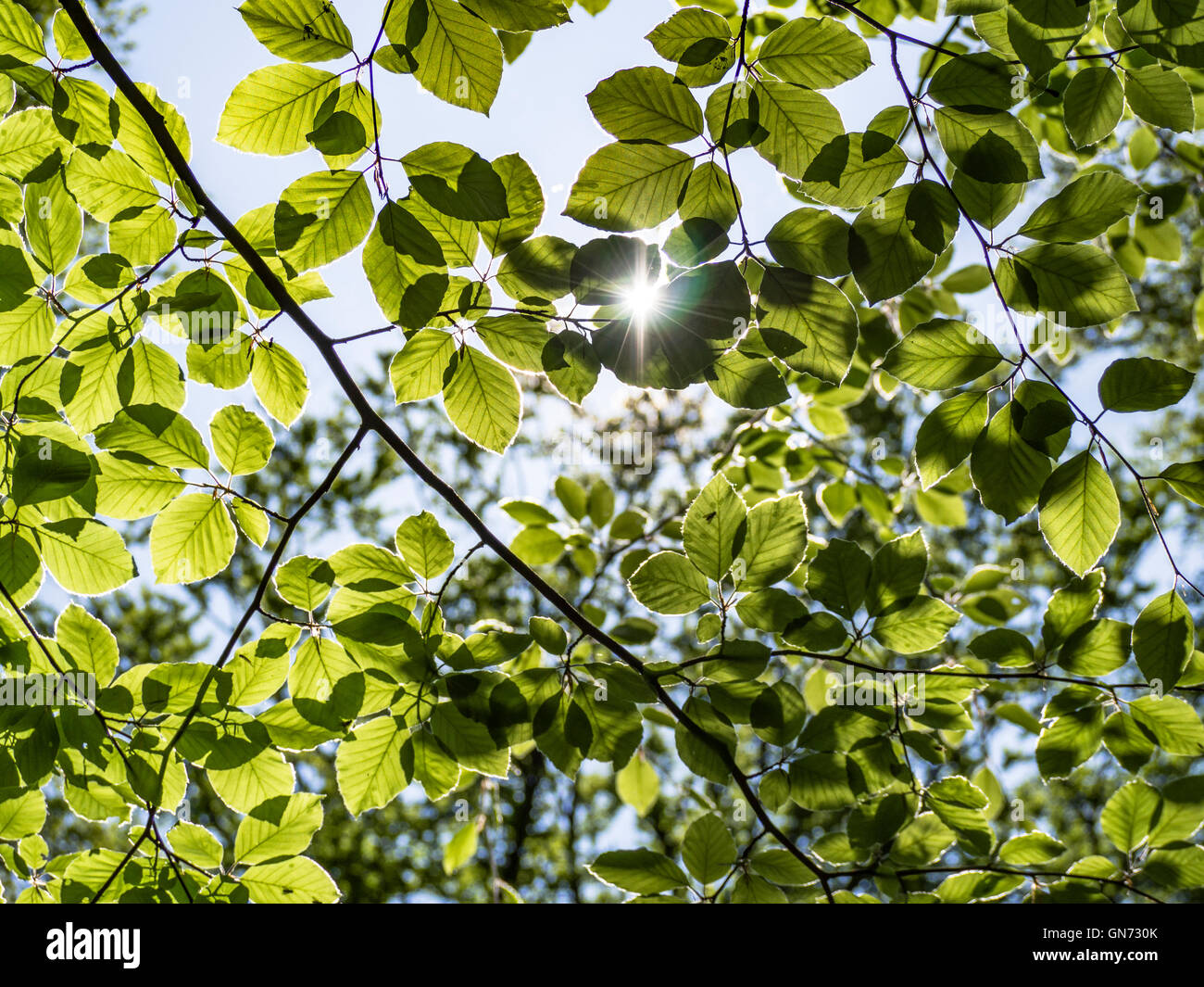 Sun peaking through the leaves Stock Photo
