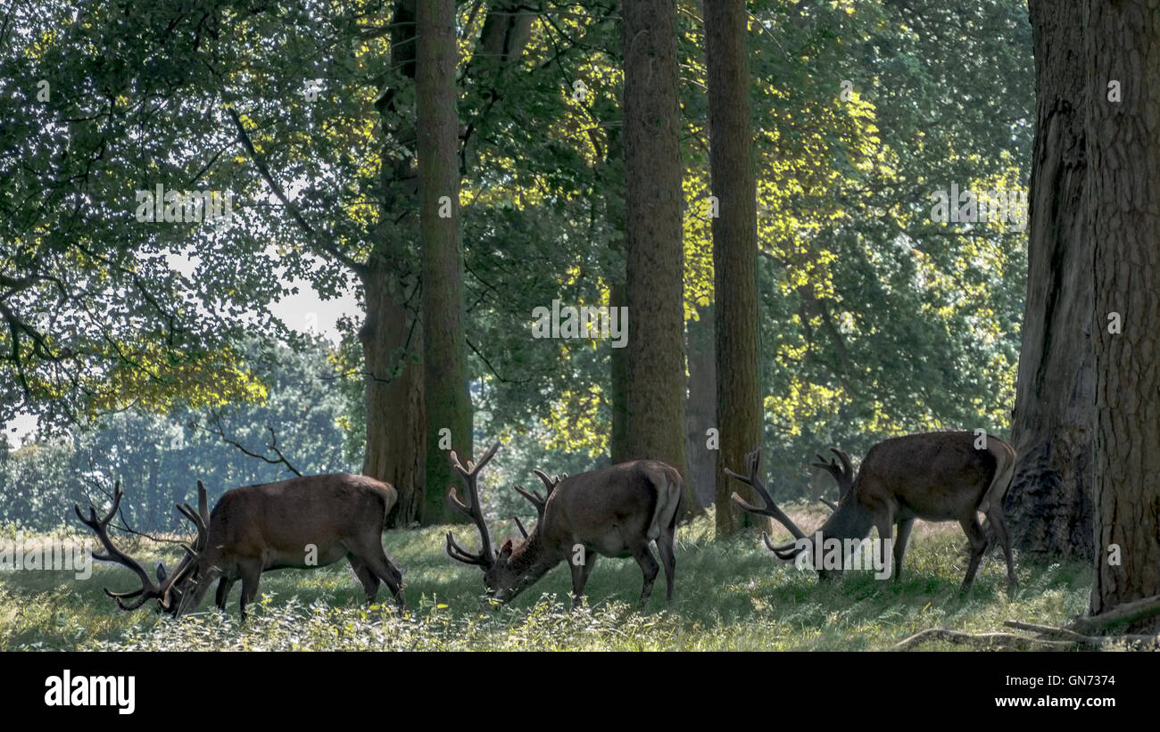 Stags at Tatton Park Stock Photo