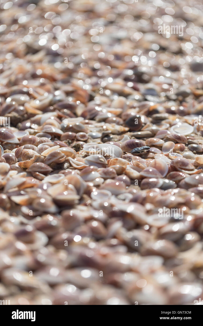 of natural abstract background, textures sea shells Stock Photo - Alamy