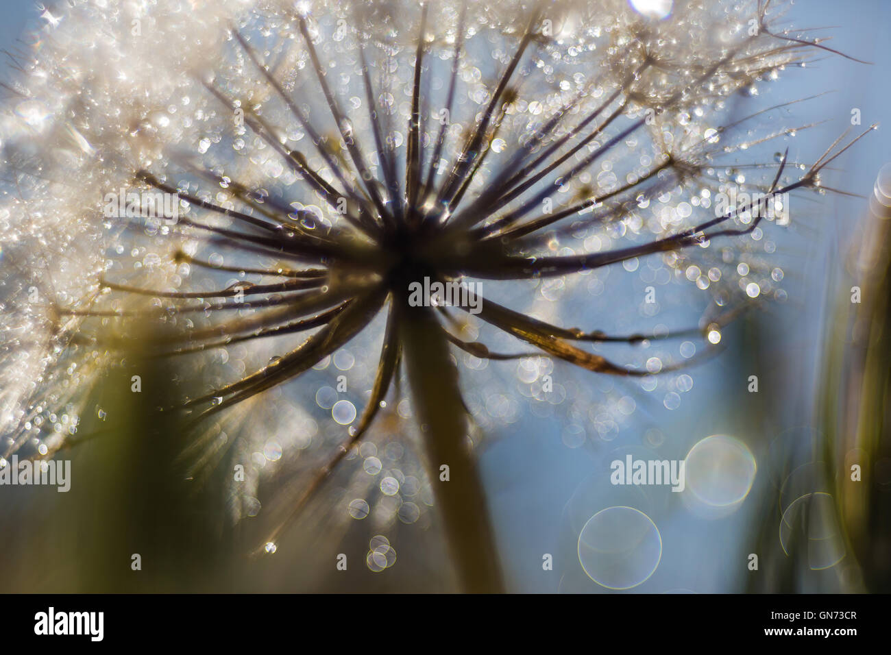 Background dandelion hi-res stock photography and images - Alamy