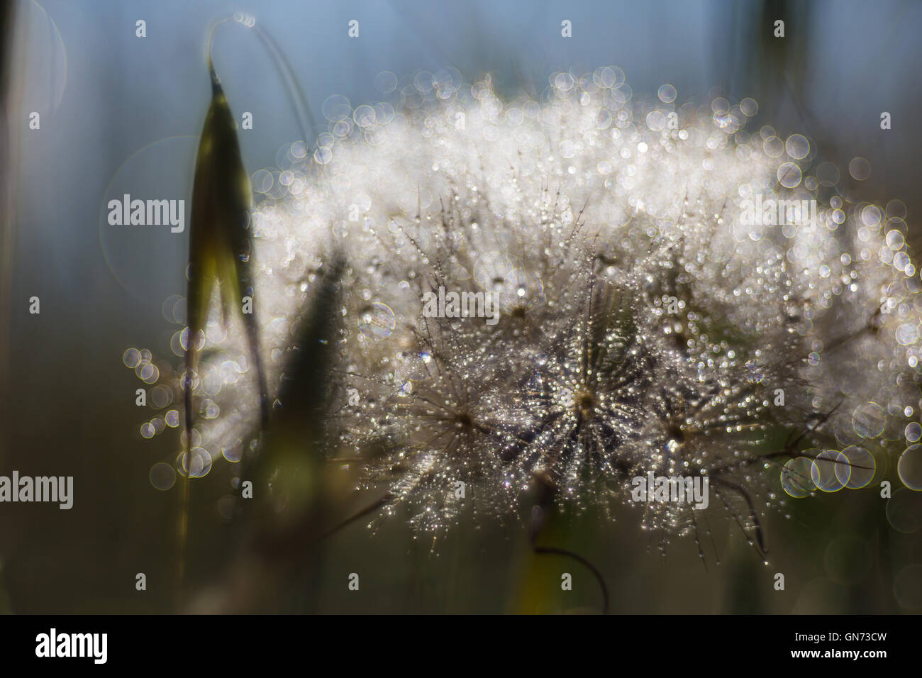 floral background, dandelion closeup with drops of dew Stock Photo - Alamy