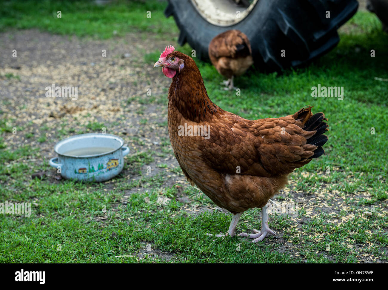 hen on a free range chicken farm in a village in Poland Stock Photo