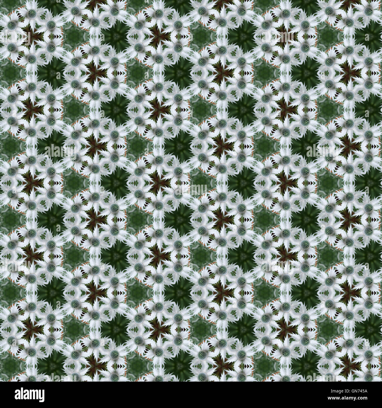 Green and white Sea Holly or Eryngium spiky flowers in a tileable seamless repeat pattern Stock Photo