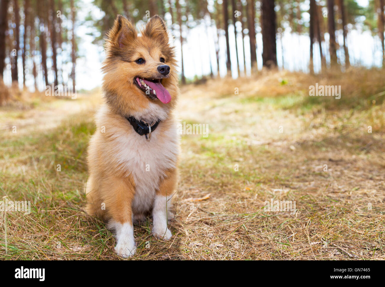 shetland sheepdog sits in a forest Stock Photo - Alamy