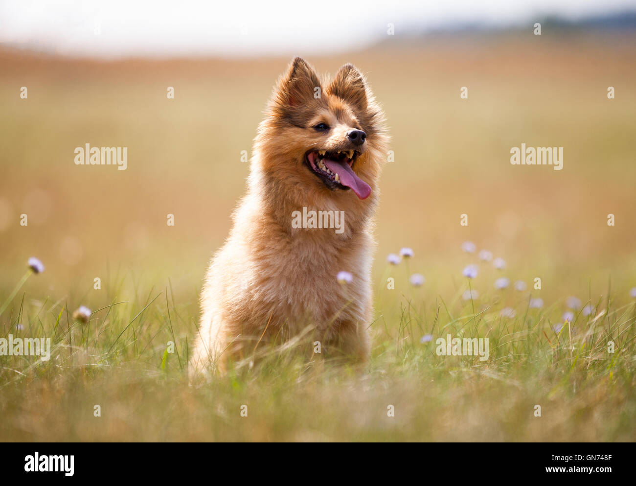 shetland sheepdog sits on a field Stock Photo - Alamy