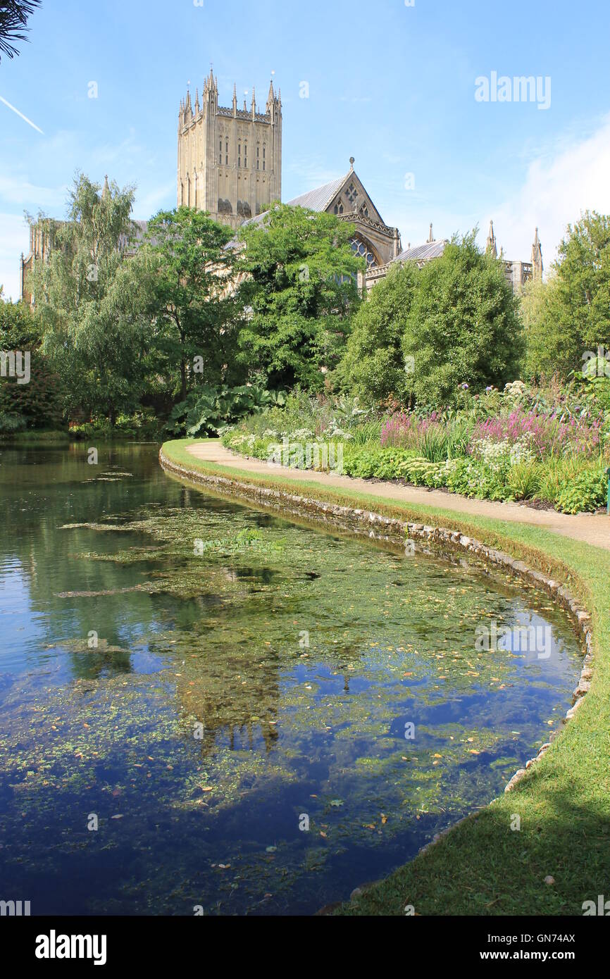 Wells Cathedral and its reflection in the Well Pool, Bishop's Palace Garden, Wells, Somerset, England, UK Stock Photo