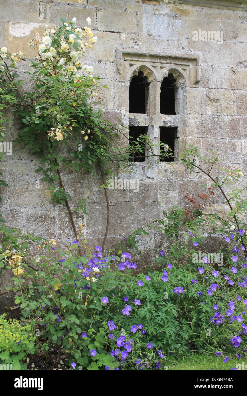 Stone wall and pair of arched windows with climbing roses and purple crane's bill flower border, Wells, Somerset, England, UK Stock Photo