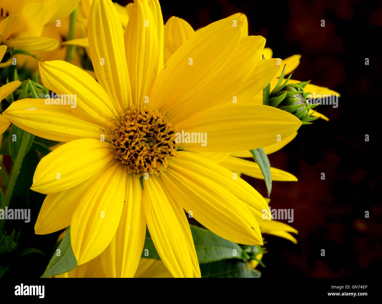 Rudbeckia bright yellow flower on dark rustic background Stock Photo