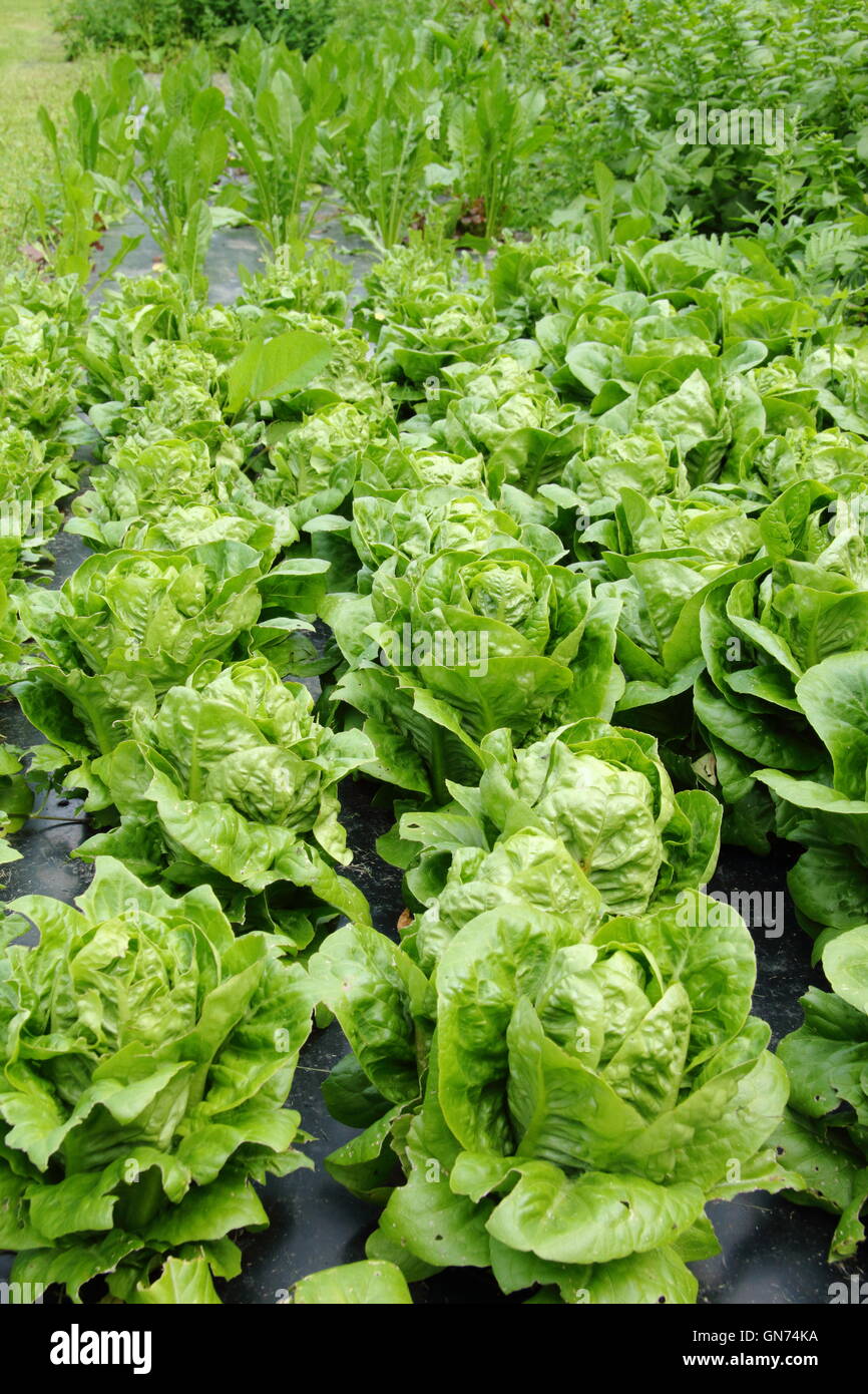 Salad leaves grow with black sheeting used as an organic method to suppress weeds in an English garden setting, England UK Stock Photo
