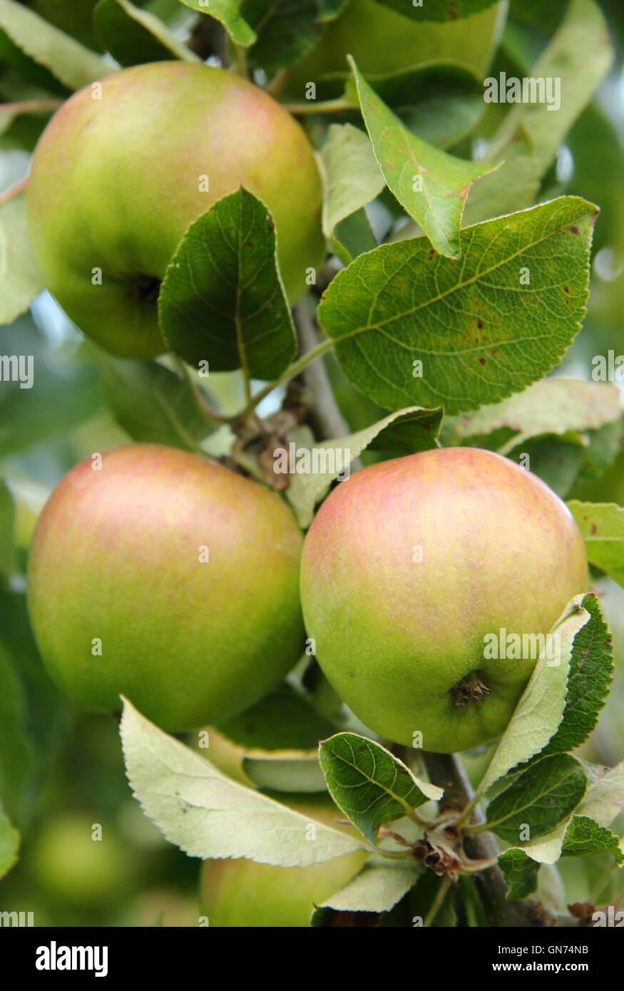 White Melrose apples growing in an English orchard - august Stock Photo