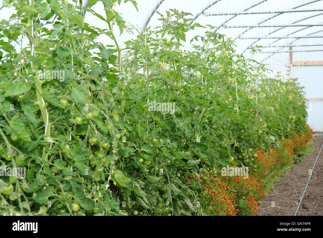 Organic tomatoes grow in a polytunnel alongside marigold companion plants, England UK Stock Photo
