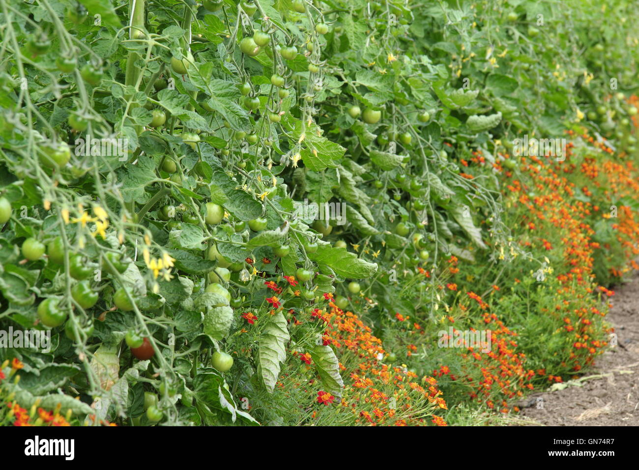 Organic tomatoes growing in a polytunnel alongside marigold companion plants, England UK Stock Photo