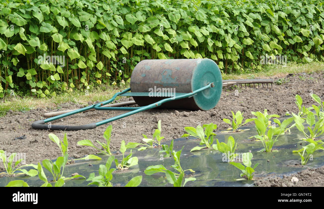 A hand garden roller and rake between rows of organic vegetable crops in a traditional English walled garden - August Stock Photo