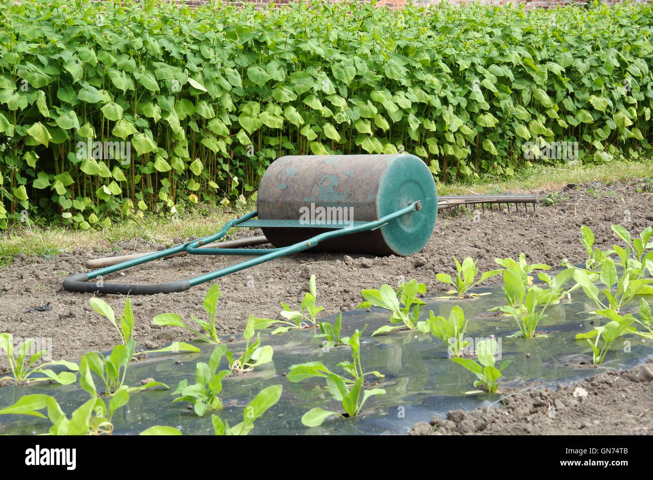 A hand garden roller and rake between rows of organic vegetable crops in a traditional English walled garden - August Stock Photo