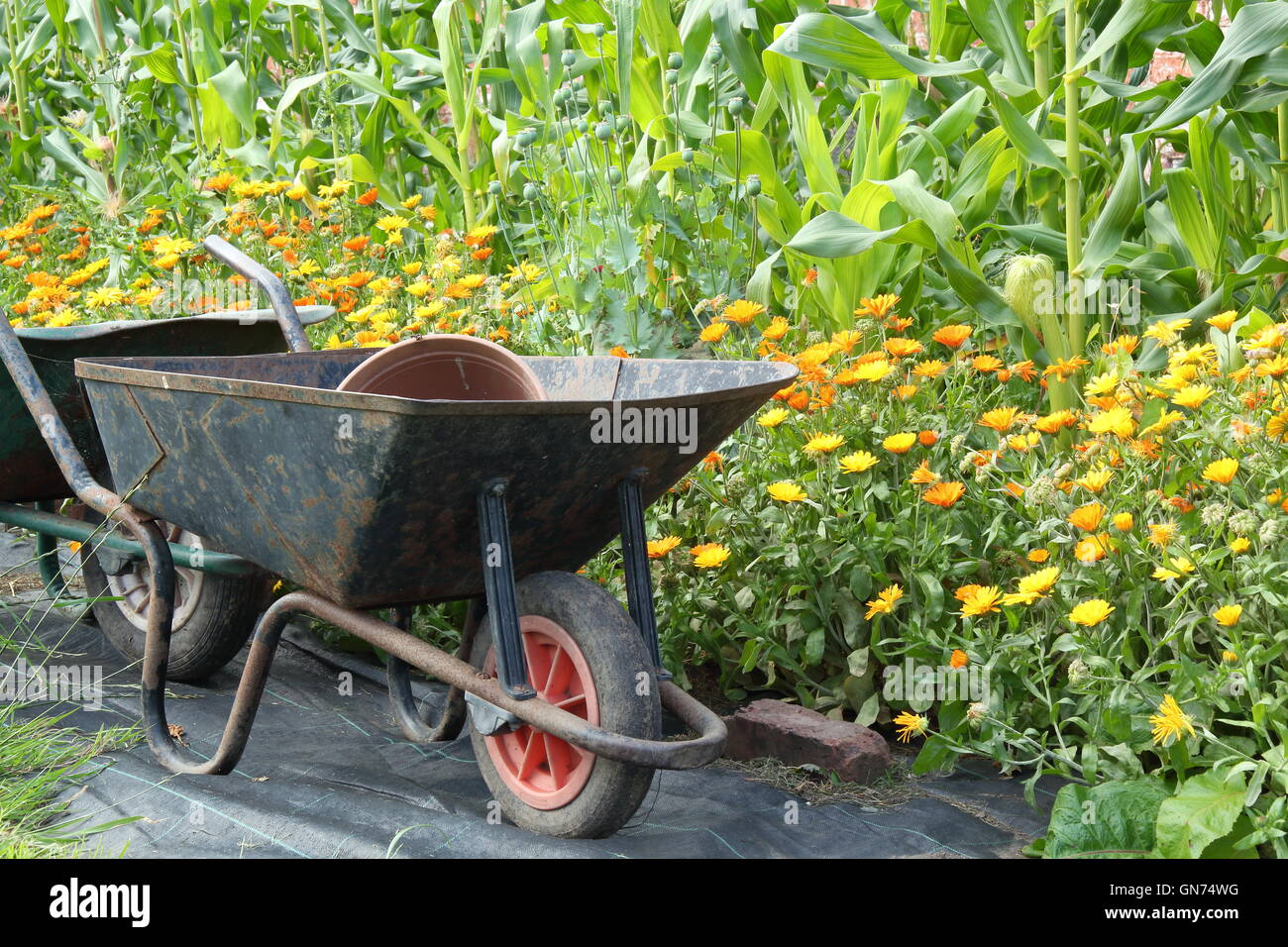 Wheelbarrows in an organic walled kitchen garden by sweetcorn and pot marigold (calendula) companion plants used to deter pests Stock Photo