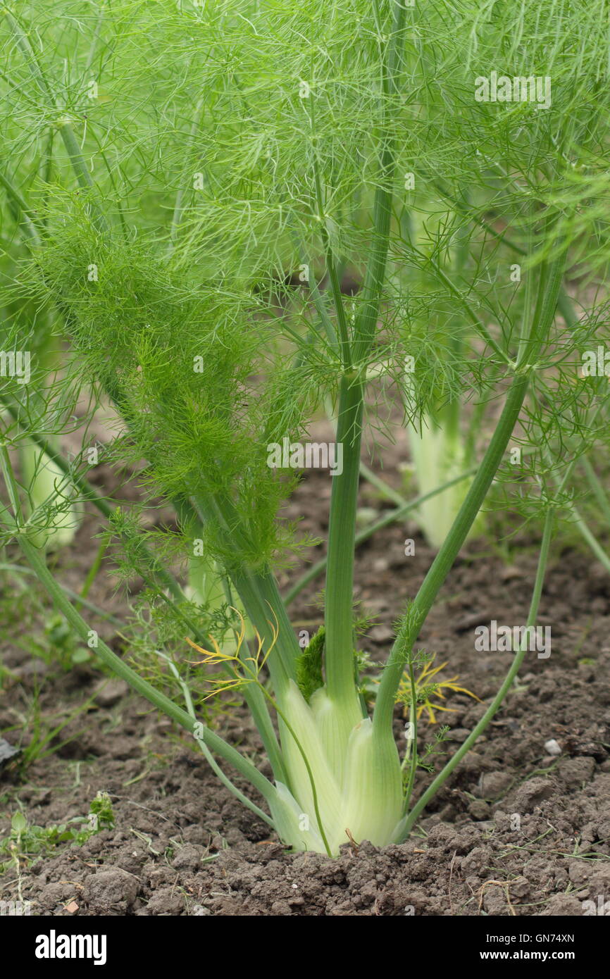 Fennel growing in rows in an English organic garden - summer Stock Photo