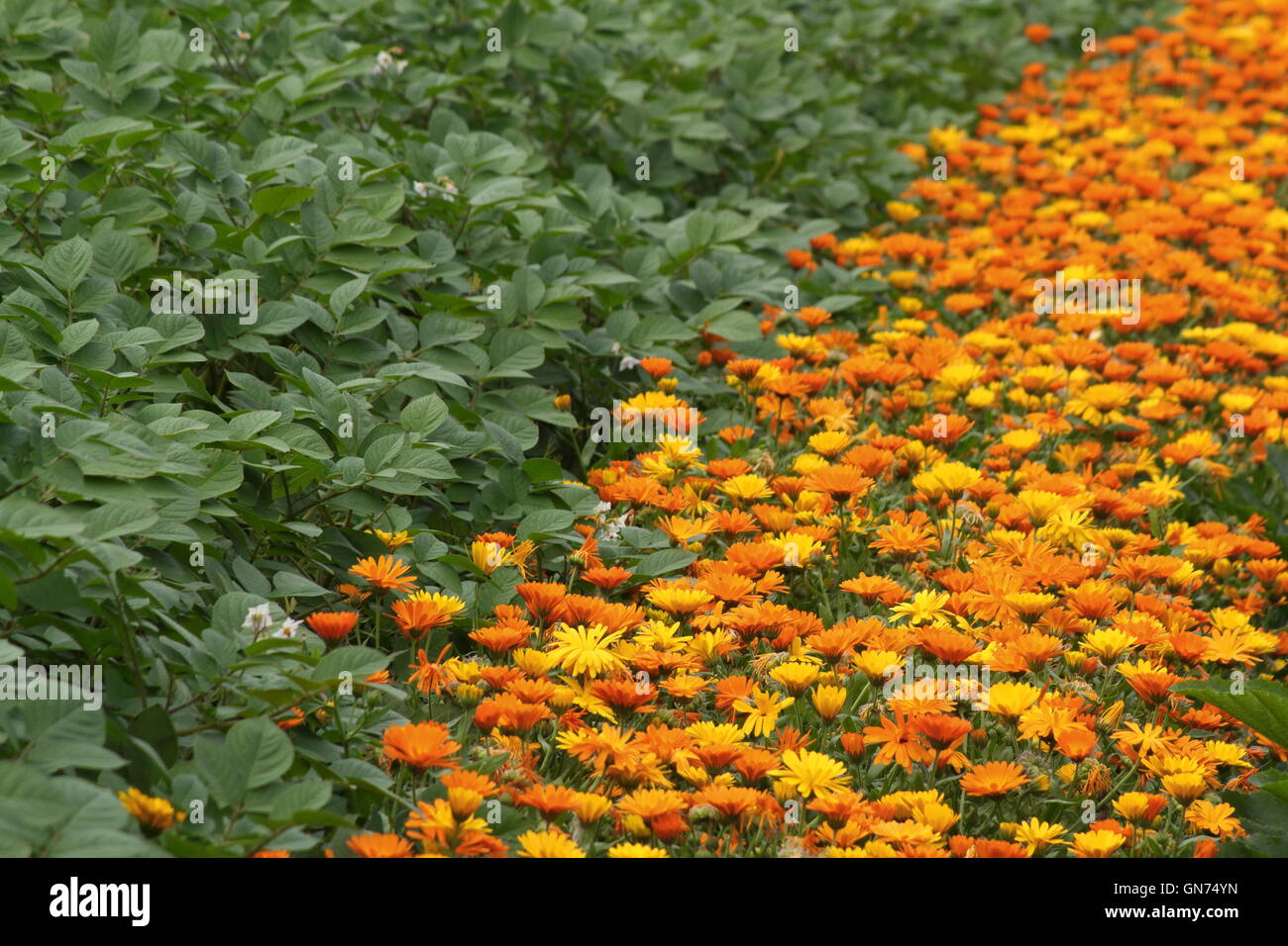 Marigolds (calendula officinalis) used as a  companion plant to deter pests from adjacent vegetables in a kitchen garden, UK Stock Photo