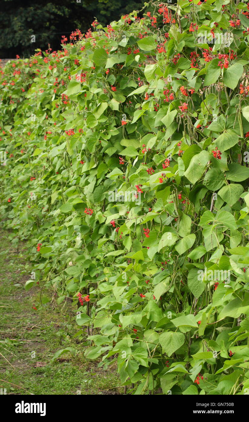 Climbing plants in a garden hi-res stock photography and images - Alamy