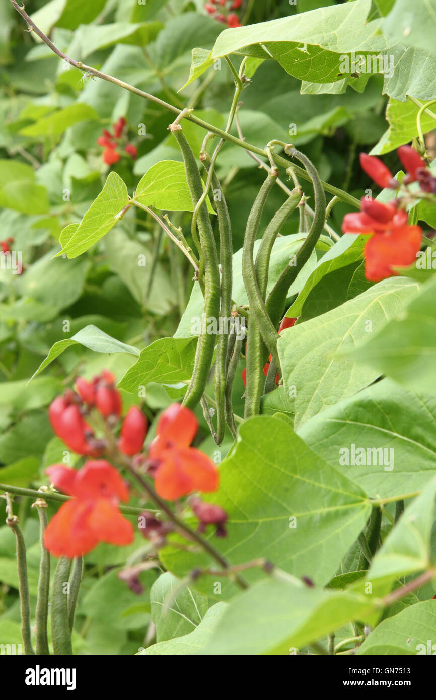 Runner bean (Phaseolus coccineu) flowers and beans growing in a supported row at midsummer in an English kitchen garden, UK Stock Photo