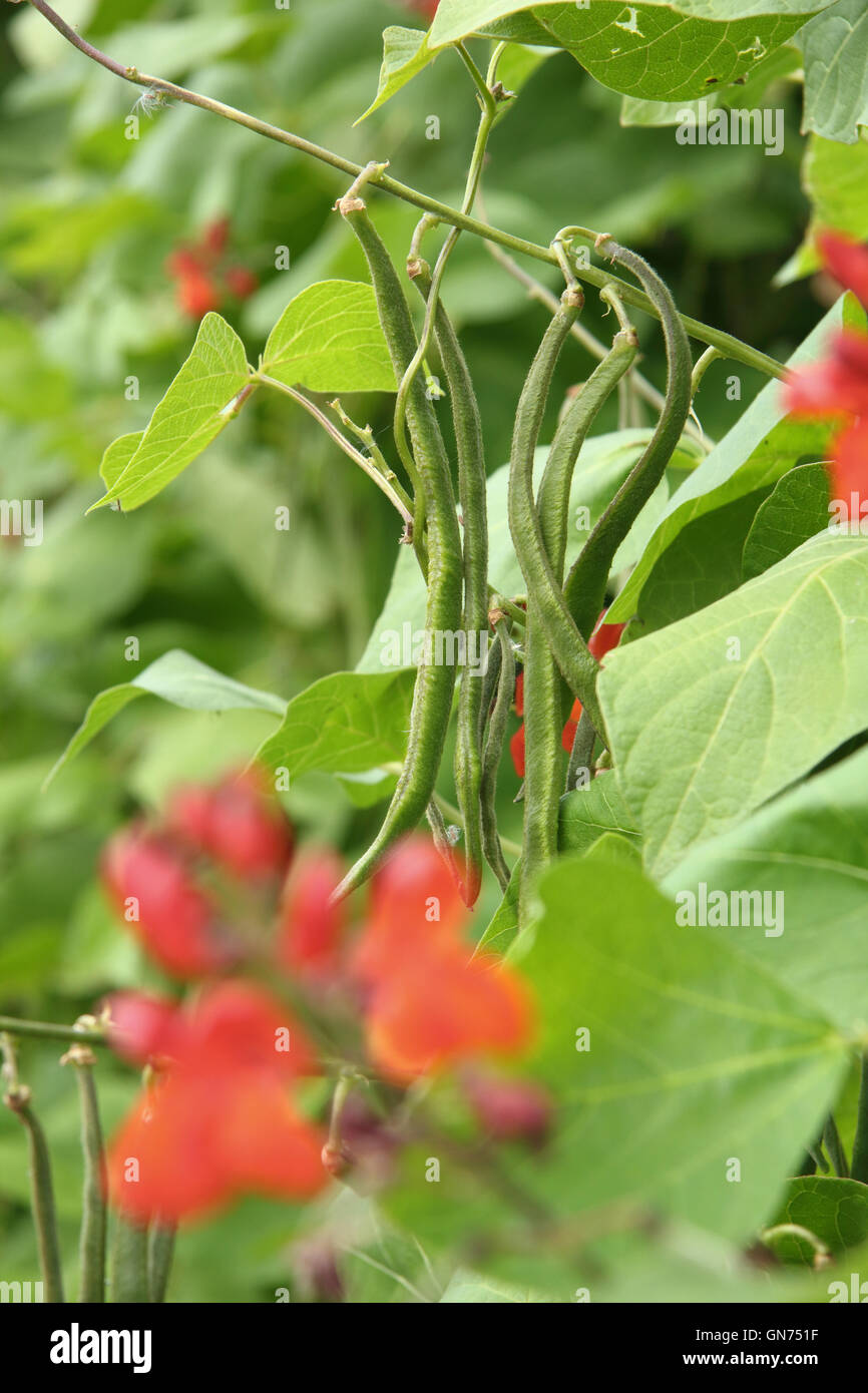 Runner bean (Phaseolus coccineu) flowers and beans growing in a supported row at midsummer in an English kitchen garden, UK Stock Photo