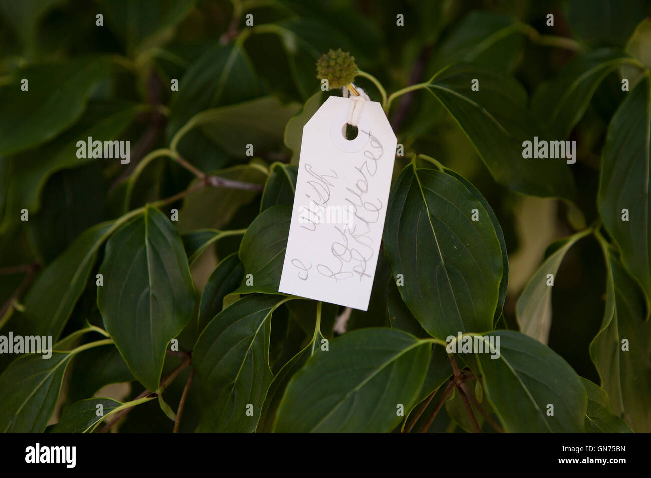 Tag with message on Yoko Ono wish tree - USA Stock Photo