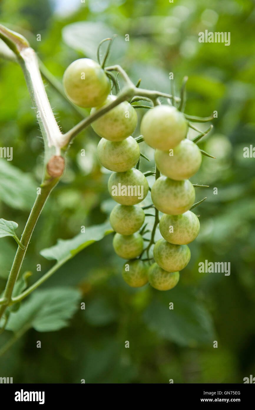Green cherry tomatoes on vine (Solanum lycopersicum) - USA Stock Photo