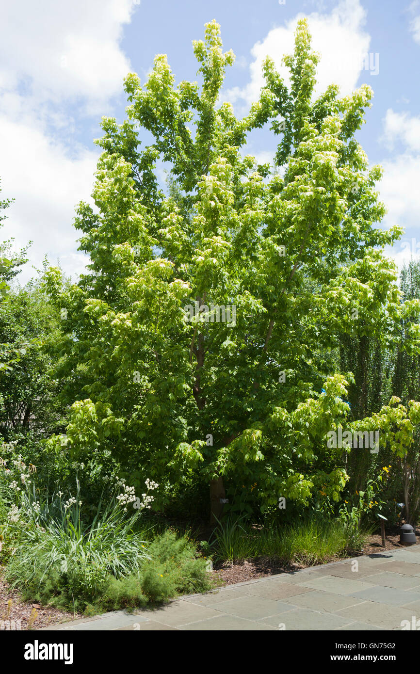 Kelly's Gold box elder tree (Acer negundo) - USA Stock Photo