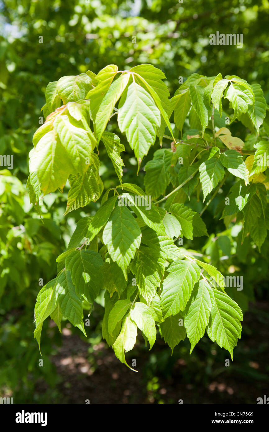 Kelly's Gold box elder tree (Acer negundo) - USA Stock Photo