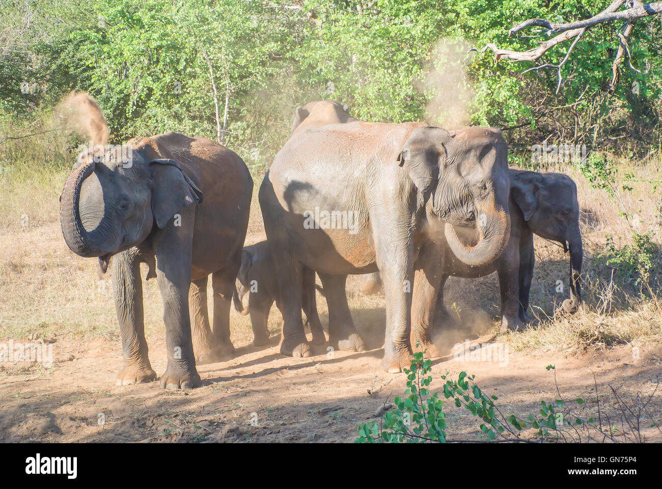 Elephants at the Udawalawe National Park, Sri Lanka Stock Photo