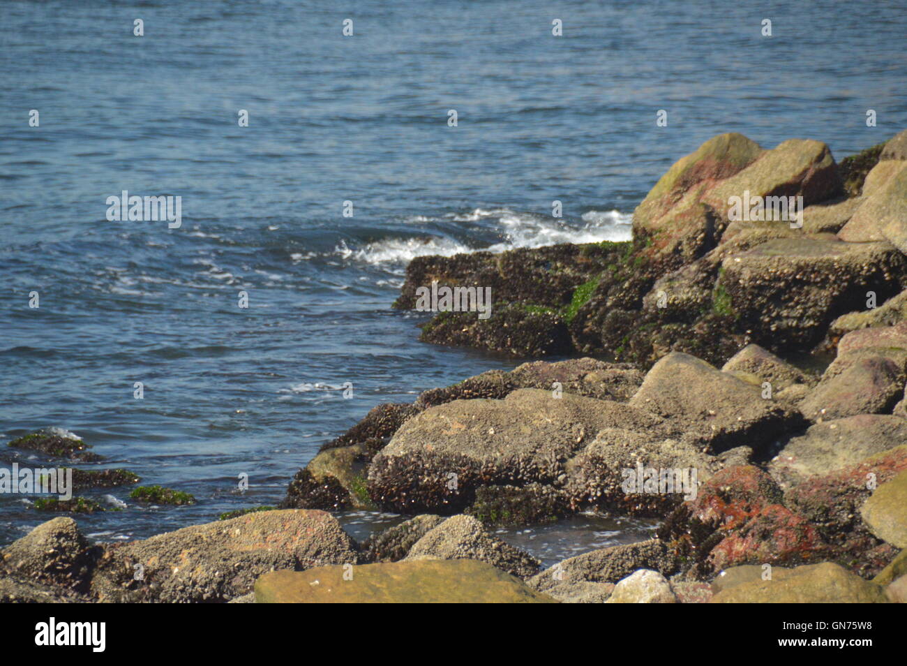 Mussels over rocks at Guanabara Bay Rio de Janeiro Brazil Stock Photo