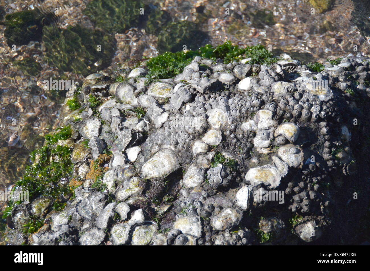 Oysters in the Guanabara bay Rio de Janeiro Brazil Stock Photo