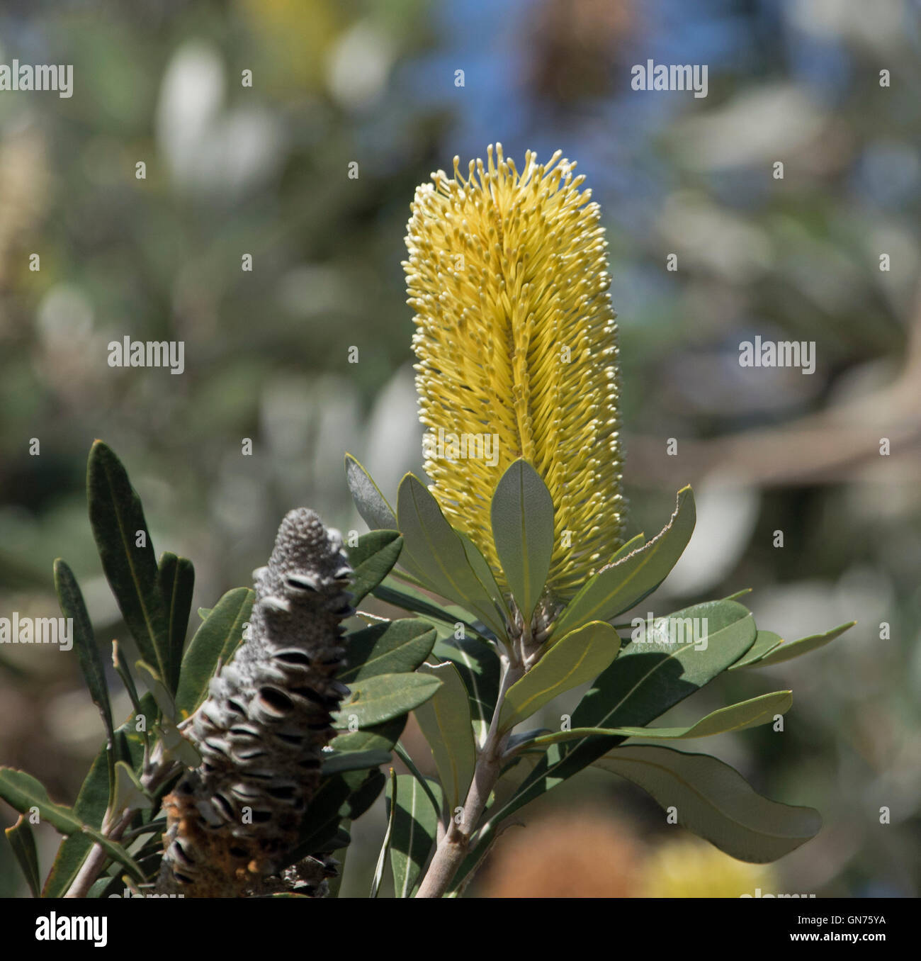 Attractive yellow flower, green leaves, and grey seed cone of Banksia serrata tree, a bird attracting Australian wildflower Stock Photo