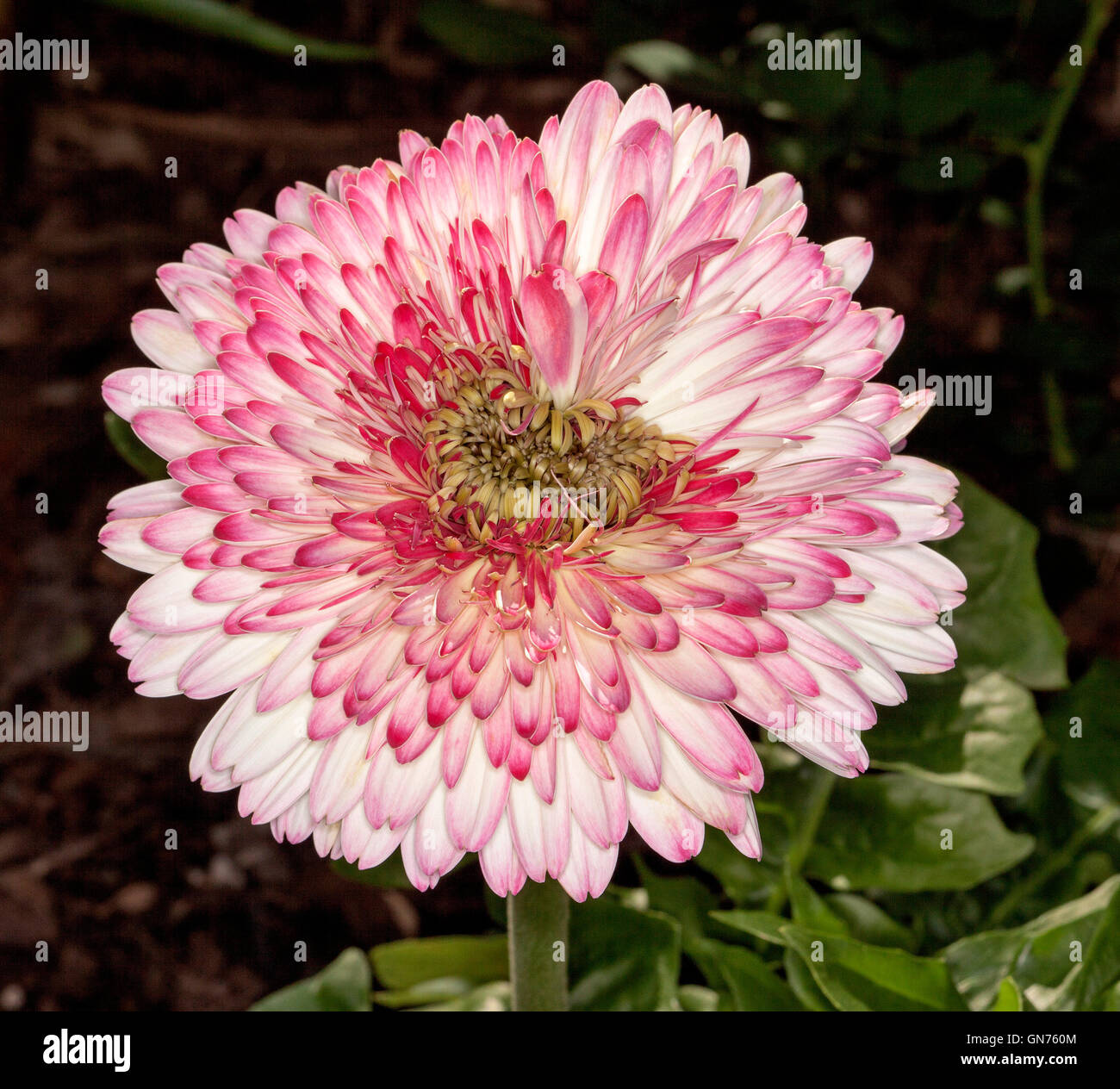 Spectacular & unusual large pink and white flecked double gerbera flower with emerald green leaves on dark background Stock Photo